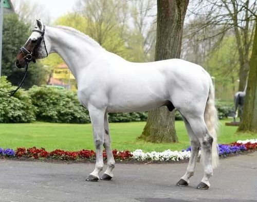 Acorado II - Stallion